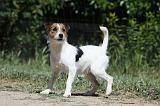 PARSON RUSSEL TERRIER 088